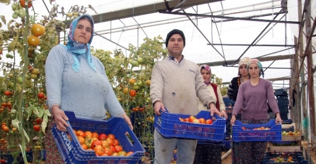 Antalya'da örtü altı domatesi Tobacco Mosaic virüsü vurdu