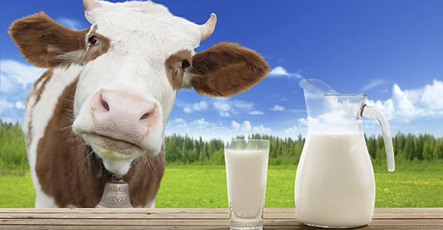 Toplanan inek sütü miktarı 2016 yılında arttı