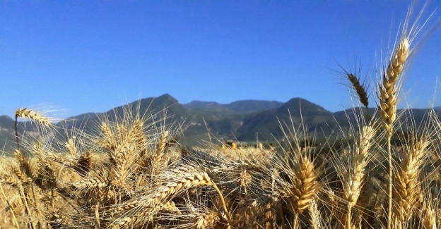 Çukurova'da çiftçi, buğday hasadından umutlu