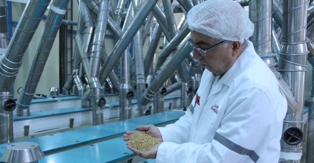 Türkiye, makarnalık durum buğdayı üretiminde dünyanın dördüncü büyük ülkesi