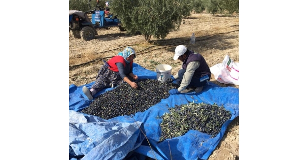 Zeytinin kilosu 5 liraya düştü