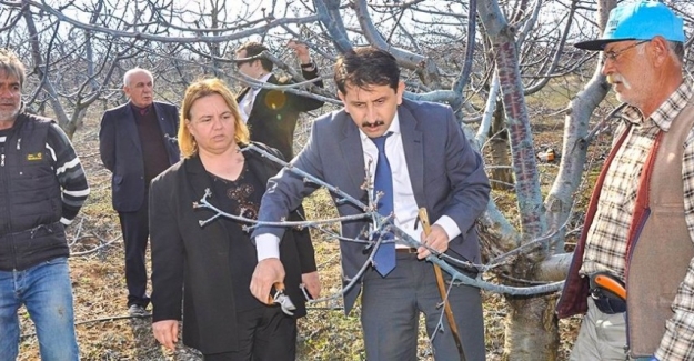 Mihalıççık’ta 6 bin dekarda kiraz üretimi