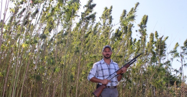 Amerika’dan geldi, Türkiye’de tüfekle koruyarak kenevir üretti
