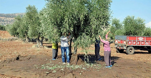 Zeytinde erken hasat uyarısı