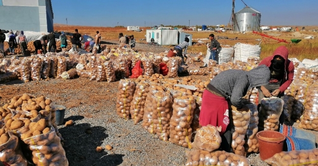 Ahlat'ta 200 bin ton patates üretimi