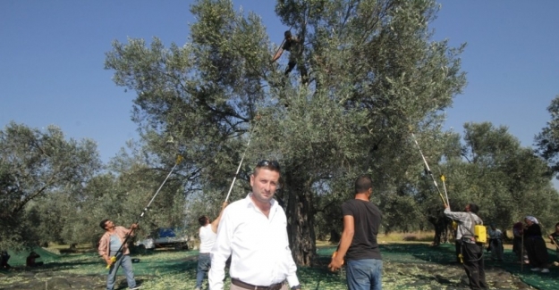 Ayvalık Ziraat Odası Başkanı Baysal, “Bu sezon zeytin, üreticinin yüzünü güldürecek”