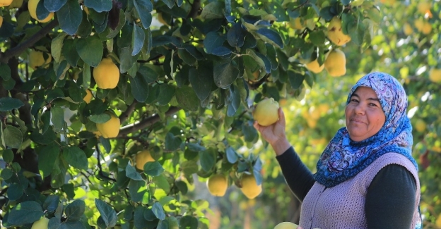 Beyaz cennet travertenlerinden sonra ‘ayvası’ ile de dünya pazarında