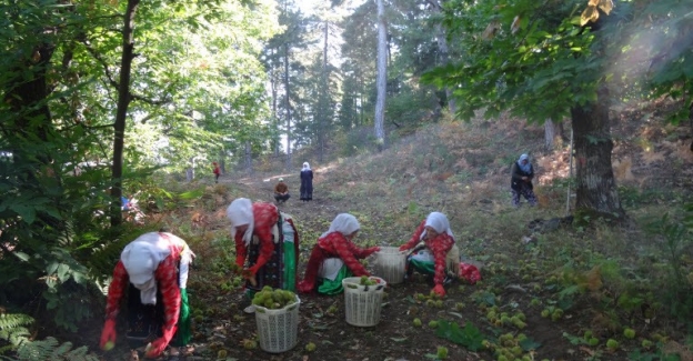 Simav kestanesi 7 bin kişiye ekmek kapısı oldu