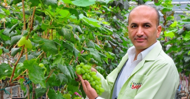 Manisa’da 1453 çeşit üzüm