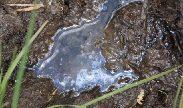 Doğu Karadeniz'de denizden sonra karada da petrol umudu