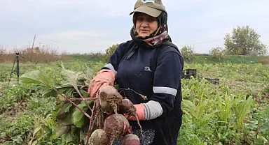 İzmir'in bereketli topraklarında 'Kırmızı elmas' mesaisi