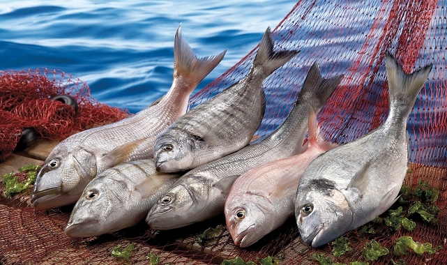 Türkiye ocak ayında 207 milyon dolarlık balık ihraç etti