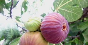 Lezzet deposu şifalı taze siyah incirin ihracat yolculuğu başladı